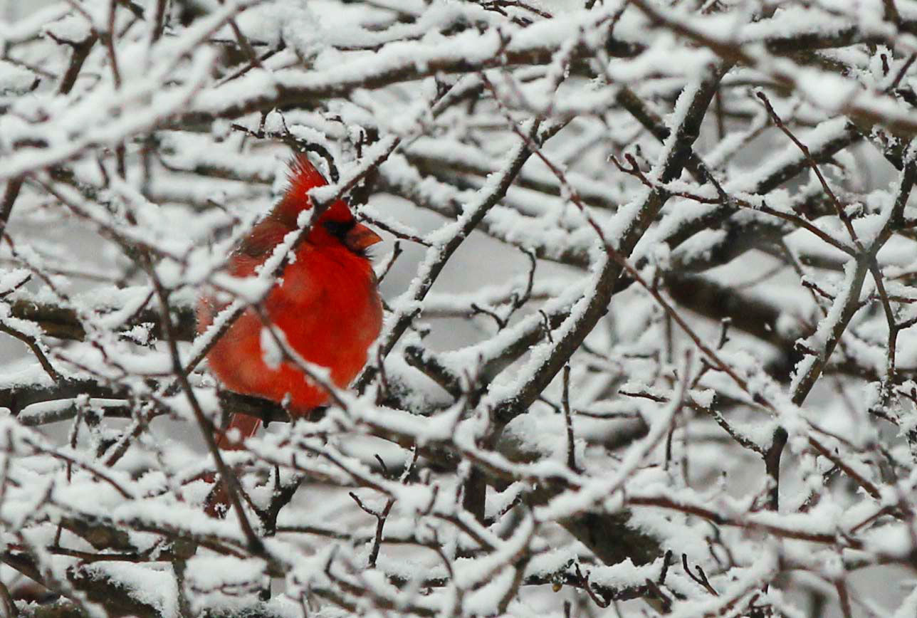 Go on a winter bird walk